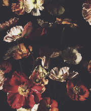 Load image into Gallery viewer, Magic Dark Wallcovering