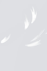 Falling Feather Dove Grey Wallpaper