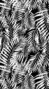 Hazy Palm in Black & White
